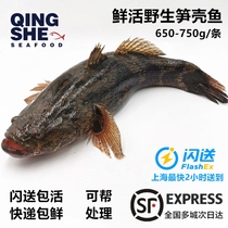 Fresh live bamboo shoots shell fish Pelican fish Tiger head fish Freshwater fish baby supplement Fresh and tender steamed 1 3-1 5 kg pieces