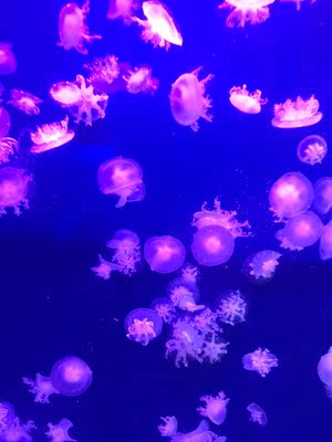 已经第二次回购了，  还是熟悉的味道  口感真是不错！？？