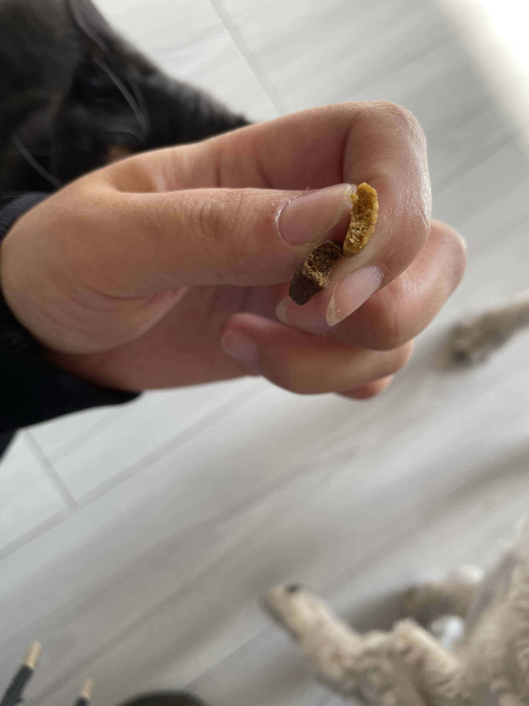 质量揭密臻稚怎么读犬主粮评价真的好吗?真相吐槽解密