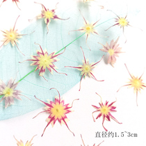 Phlox flower specimen diy flower embossed dried flower greeting card mobile phone shell crystal epoxy sticker face makeup material