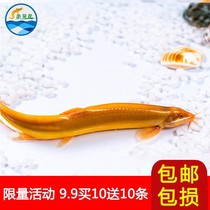 - = gold loach loach miao small golden dragon fish cold water scavenger eat shit garbage fish native ornamental fish living work -