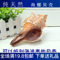 Large Conch series Big Red spiral snail props collection set photography aquarium fish tank conch shell