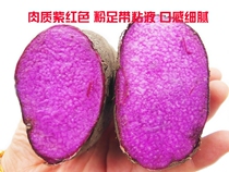 Fresh Now Dig Purple Yam Huaishan Foot Board Friar Purple Jade Huai Mountain Purple Large Potato Farm Cultivation With Box 5 Cati
