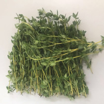 Fresh thyme with box 250g fresh spices Jiangsu-Anhui 5 pieces