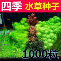 Fish tank Water Grass seed mud Scape Plant Real Grass Live Moss Sloth Water Grass Seed Fresh Water Season Negative Bull Hairy