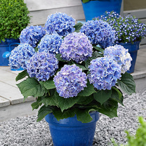 Hydrangea hydrangea flowers are hand bowed rivet sha zhi Miss flowering plants courtyard balcony potted plants good support yi huo