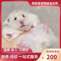 (Snow North Xiangnan)Miscellaneous silver Sterling silver pearl Gold silk bear Domestic bear Rare coat color Relatives Gold silk Rat Shih Tzu Bear