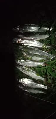 8米1竿子很轻,今天开光大吉,溜鱼轻松 8米1竿子很轻,今天开光大吉,溜鱼轻松