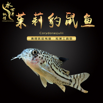 Julie Leopard Rat Fish Tool Fish Eat Bottom Residue Panda Rat Fish Pearl Rat Fish Anti-Cat Rat Fish 2 Dress