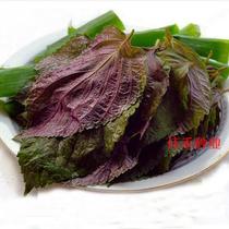 Perilla seed seed seed potting edible Su cotyledons Southern summer and autumn Four Seasons planting vegetable seeds