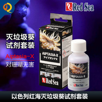 RedSea Red Sea apart from garbage sunflower kills garbage sea anemone Aiptasia-X sea water coral fish tank for removal of garbage sunflower