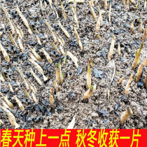 Guizhou Fold Ear Root Seed Varieties Seeds Seed Potted Plant 1 Jin of Sichuan Heartleaf