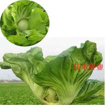 Guangdong Yucai seed big meat bag heart mustard seed high yield balcony spring autumn sowing farm vegetable seed
