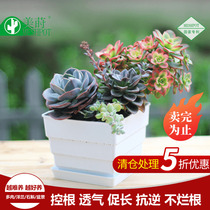 Meimei control root flowerpot small square pot breathable plastic fleshy orchid seedling Basin
