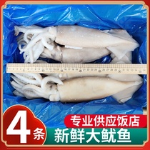 Fresh frozen squid whole box 3 5kg whole squid head squid beard seafood aquatic products Jiangsu Shanghai and Anhui
