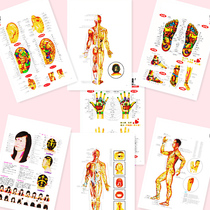 Body Meridian Acupoints of the Meridian Acupoints of the Meridian Acupoints of the Meridian Acupoints of the Meridian Acupoints of Acupuncture-Moxibustion