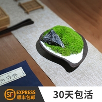 Moss Microscape Potted Potted Evergreen White Hair Interior Desk Face Decoration Pendulum parlor Green Moss Plant Bonsai