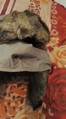 物流神速，帽子很好看！戴上特别暖和！这下不用怕严冬了！好评满五分送上！希望店家越做越好！