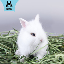 Shangtian 2022 Timothy Grass Dutch Pig Feed Dragon Cat Rabbit Food Hay Rabbit Grass Guinea Pig Supplies 1LB