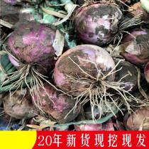 Yunnan Zipi onion farmhouse Self-planted fresh vegetables 20 years now dig a net heavy 9 kilos of onion and a small round scallion head 10