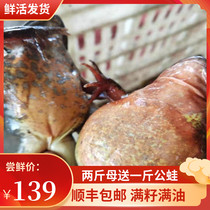 Northeast forest frog fresh 19-20 Jin live frog Changbai Mountain big mother leopard living snow clam live toad