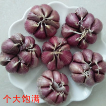 Yunnan purple garlic fresh garlic dried garlic large skin thin belt box 5kg
