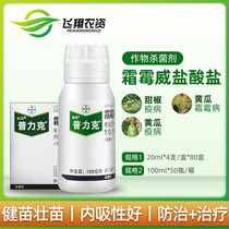 Germany Bayer Pulik Downy mildew Wei hydrochloride Cucumber catapult disease blight Downy mildew pesticide Fungicide