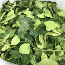 Thai Fresh Lemon Leaves 100g Spices Free Lemongrass South Ginger Fresh lime leaves Thai Winter Yin Gong seasoning