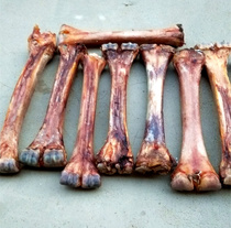 Camel bone camel bone raw material old material blood material calf bone calf bone carving raw material