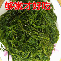 Fresh Salted Sargasso Gracilaria firecracker Bamboo Sargassum Alkali Seaweed Longevity Vegetable Hot Pot Ingredients