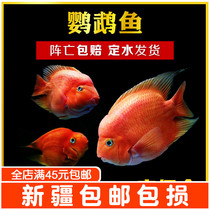 Tropical Ornamental Fish Blood Red Parrot Fish Live Fish Fortune Fish Living Silver Dragon Fish Fresh Water Trick Fish Dollar Treasure Red Treasure