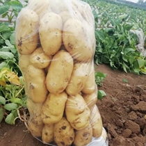 Shandong specialty big potato fresh vegetable potato now dug found potato net content of 5kg