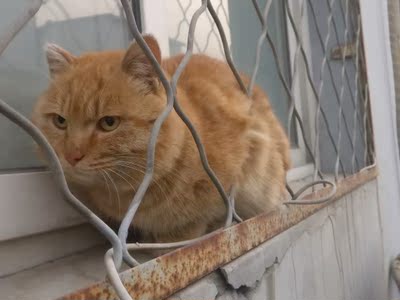 从前一直以为自己是a，买内衣一直都买的80a😭不仅空还会跑，我还以为自己连a都没有！后来听人安利了奶糖派，在平台上一测，居然是70b！满心欢喜地买了回来，果然超级适合！不过那都是一年前的事儿了！最近为啥又准备换，，，因为70b的我发现有点压着胸了，重新测了尺码！！！！70c，买回来试了试，果然！满满的，完美～😭另外，70b品种特别单一，c就不一样了！！！花色多了好多！！超好看！！！！吹爆奶糖派！  最后说一下缺点，，刚开始穿下面有点勒，，，不过穿两天就好了，