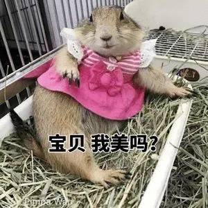 VERY GOOD！一些尽在不言中😁 本人身高159体重102，L码有些宽松，喜欢紧身的买M码吧就，料子滑滑的，很舒服，衣服花边不扎人，推荐购买，就这样吧