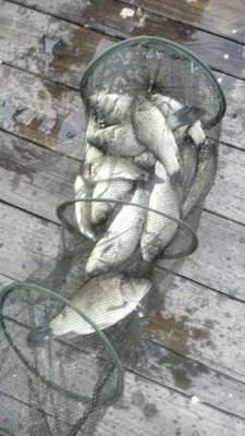 分析真实揭秘红狼鱼竿怎么样,质量到底如何?靠不靠谱?