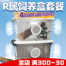 Climbing Pet Rearing Box Reptile escape R genus BAO WEN Ciliary Giants Patrons Breathable Spider Horn Frog Rearing Box