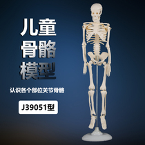 Childrens skeleton model 42cm adult human skeleton model skeleton model anatomy primary school science teaching aids assembly middle school biology model teaching instrument