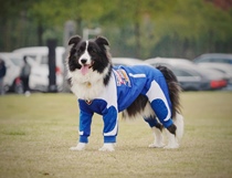 Pet dog motorcycle suit Racing suit Racer theme non-stick hair joint pants Big dog joint suit spot