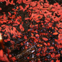 东阿即食阿胶糕500g纯手工红枣枸杞木糖醇无糖啊胶固元膏女士