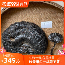 Extra-large wild Zizhi 360g new goods complete rare ornaments medicinal whole sale of purple lucidum