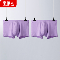 Antarctic men mens purple underwear two-pack boys four-corner pants thin trend cotton boxer head loose