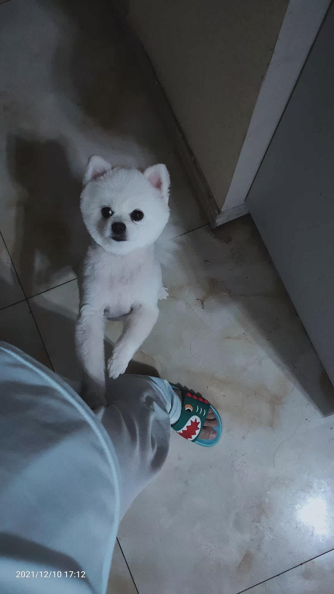 凯锐思狗零食怎么样评价好不好呢?真相评测分析曝光