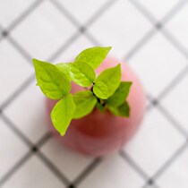 Dormitory potted dormitory College student tea table small bonsai plant aquatic water species hydroponic four-leaf clover spray bubble flowers