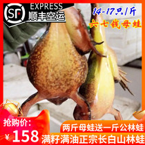 Northeast forest frog fresh 14-16 catty live forest frog Changbai Mountain big mother leopard living snow clam live toad