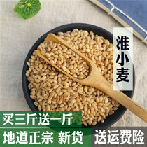 Huai wheat Chinese herbal medicine 500 grams Huai wheat wild licorice jujube tea insomnia Another floating wheat