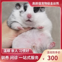 (Snow North Xiangnan)Bright spot Symmetrical eyeliner Raindrops Gold Bear Domestic bear Rare coat color Relatives Shih Tzu bear