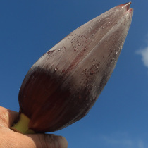 Guangxi banana flowers fresh edible belt box 5kg fresh banana heart plantain flower bud edible flowers now picked