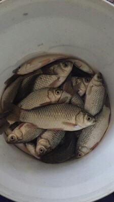 评测点评佳钓尼鱼竿有哪些系列，哪款型号比较好的？老司机说说！