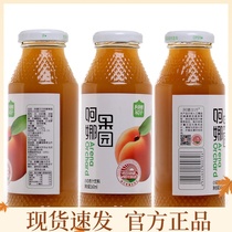Xinjiang specialty Anar Khan Xiaobai apricot juice glass bottle drink 260 ml 20 bottles per bottle FCL