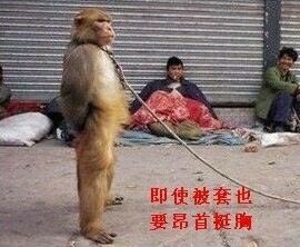 科凌虫控杀虫喷射剂灭鼠/杀虫剂